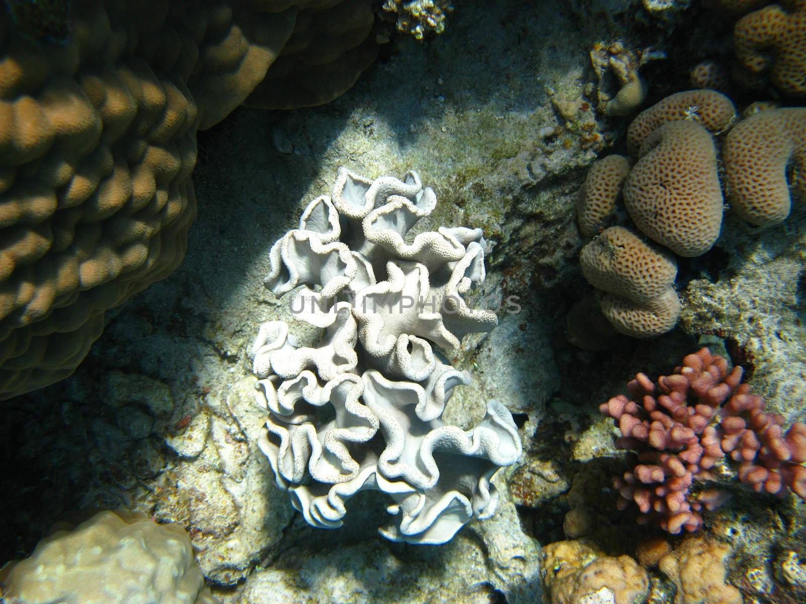 Coral reef in red sea