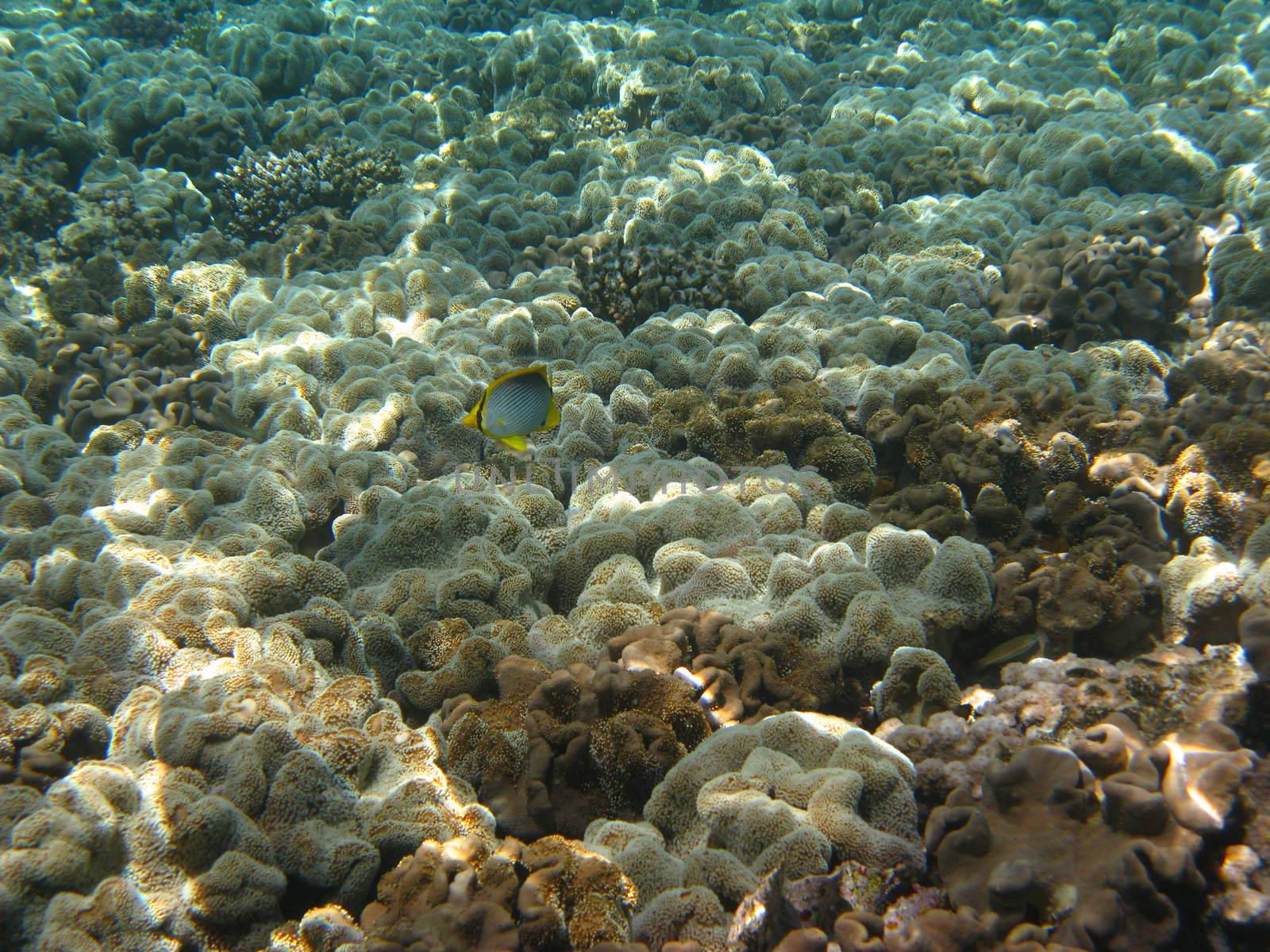 coral reef in Red sea