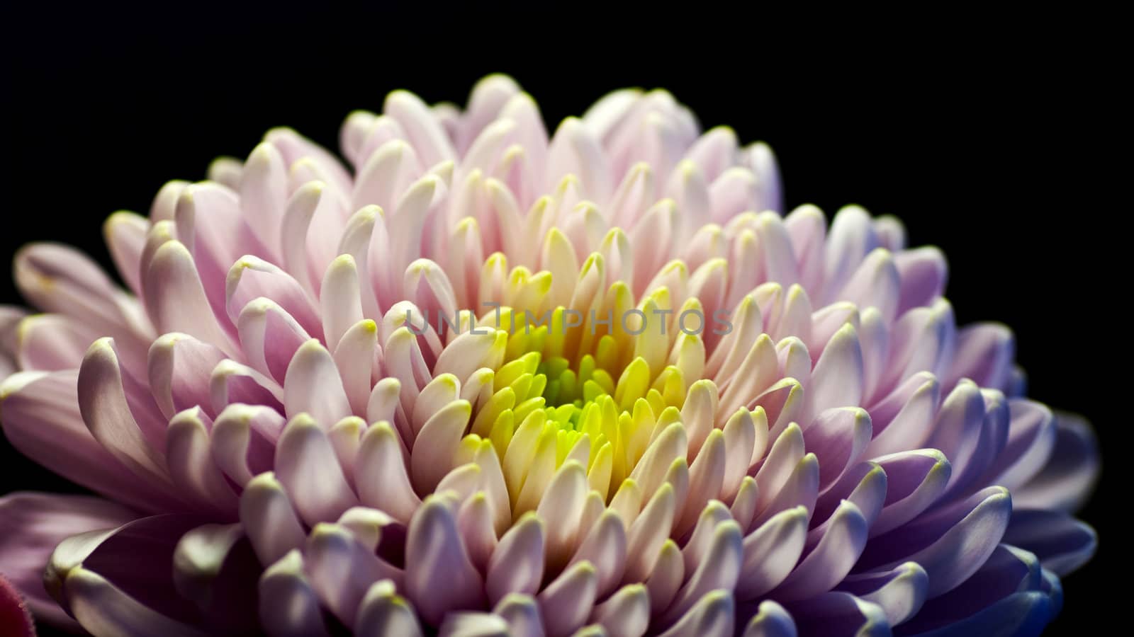 A closeup of a beautiful Chrysanthemum flower