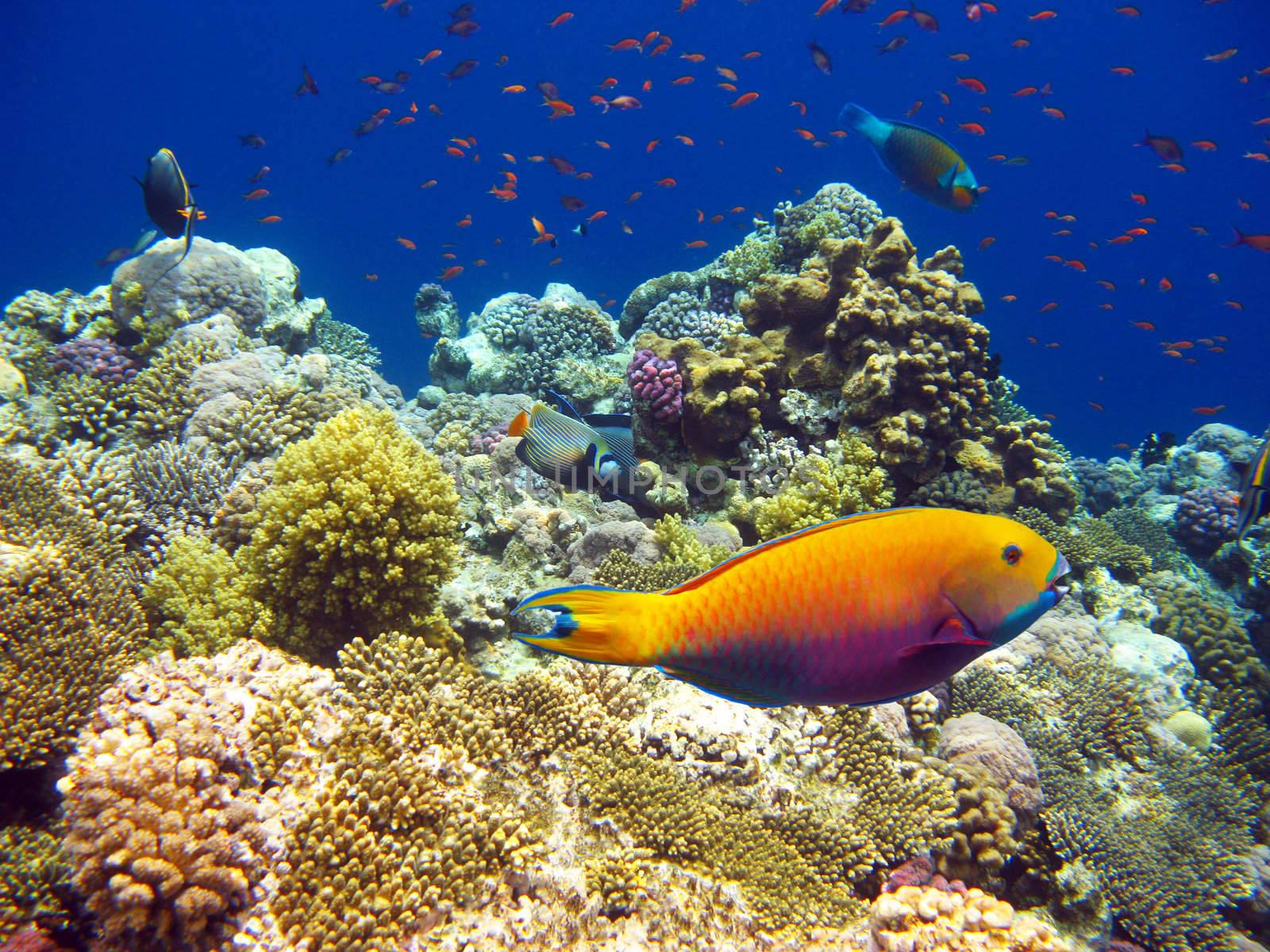 Tropical fishes and coral reef of red sea