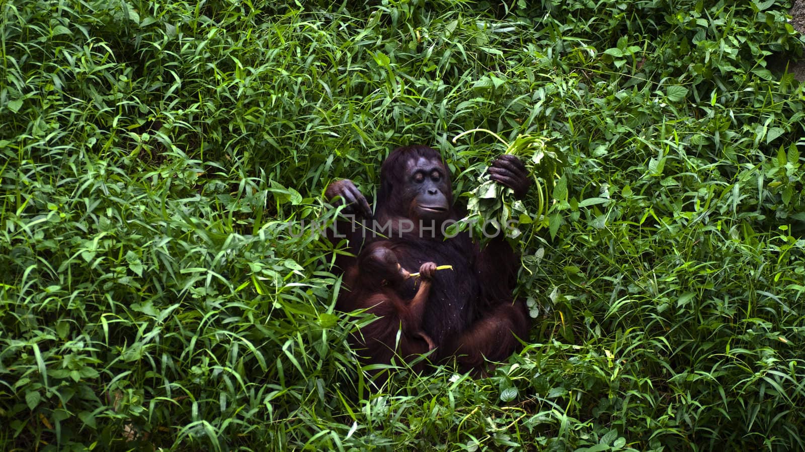 An orangutan mother and baby feeding in high grass