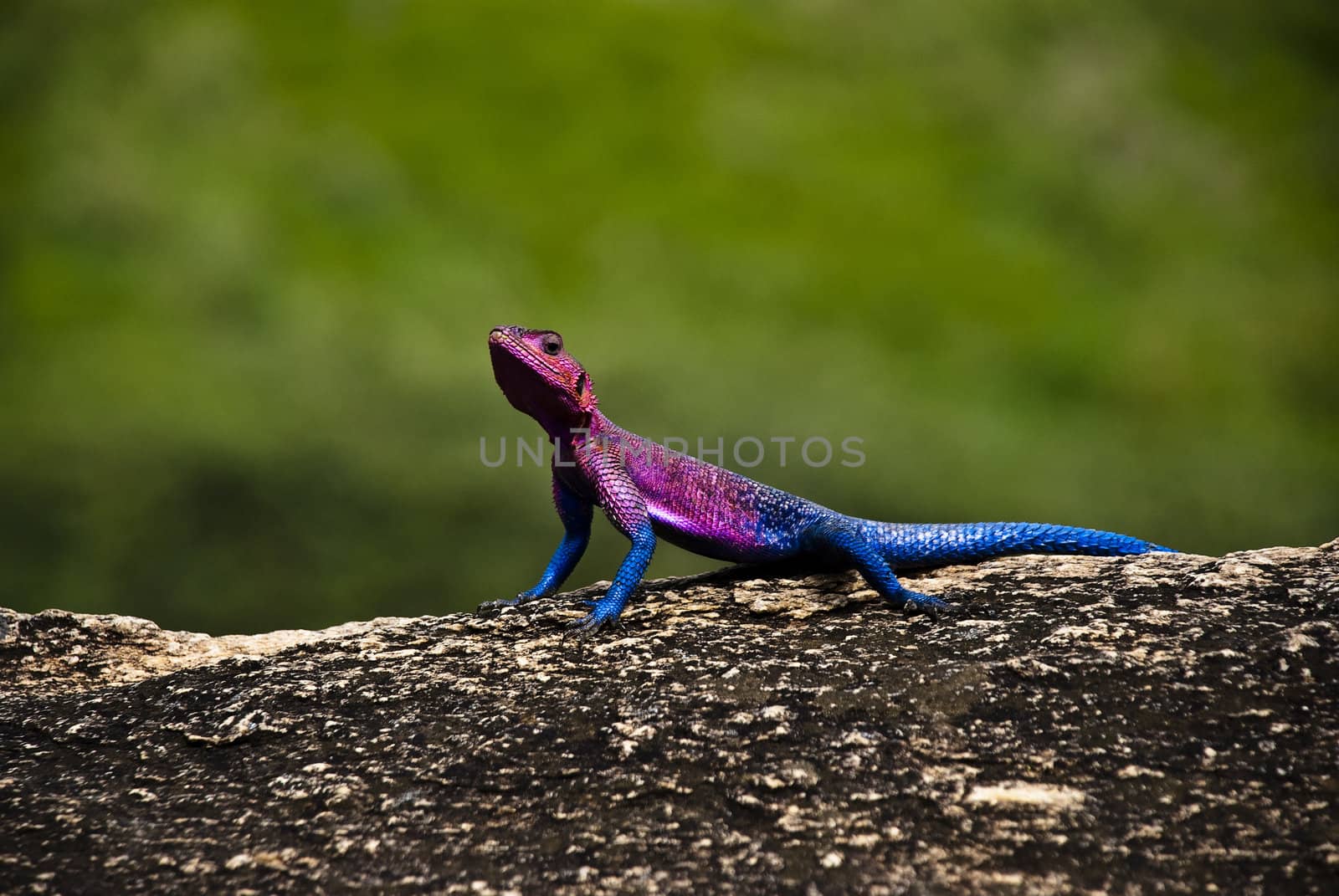 A colourful agama lizard sunbathing on a rock in africa