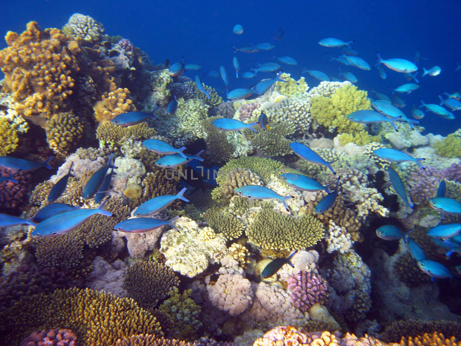 blue tropical fishes and coral reef