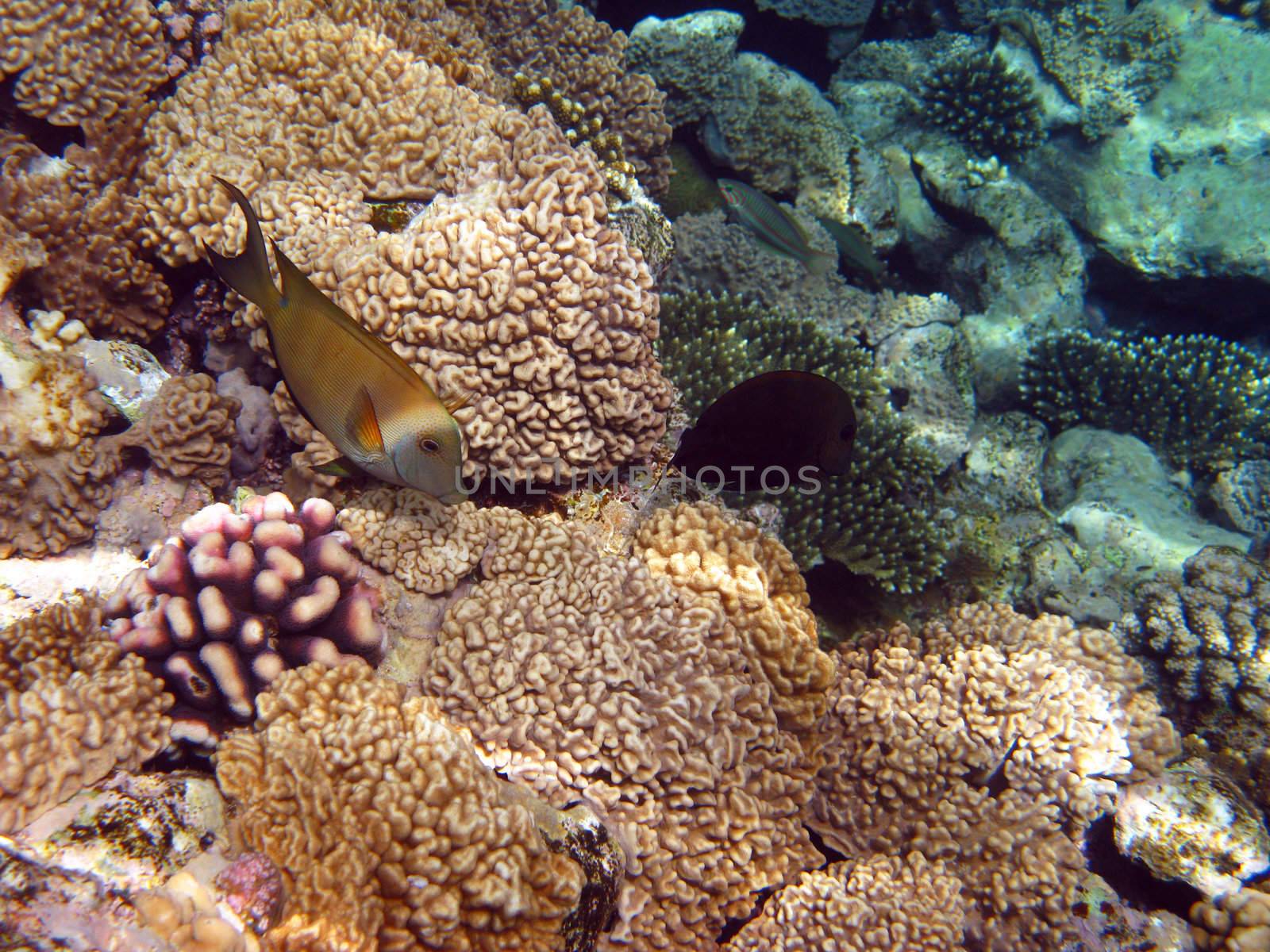 yellow fish and coral reef by vintrom