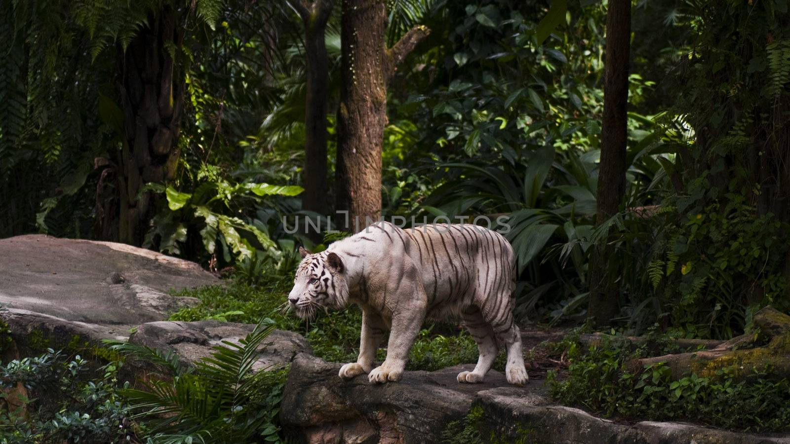 A white tiger on a rock with green jungle in the background