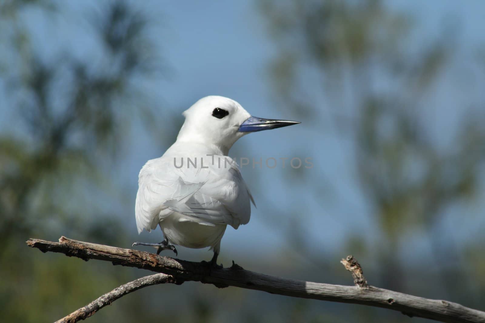 A White Frigate Bird (Gygis alba) is resting, perched on the branch of a casuarina tree.