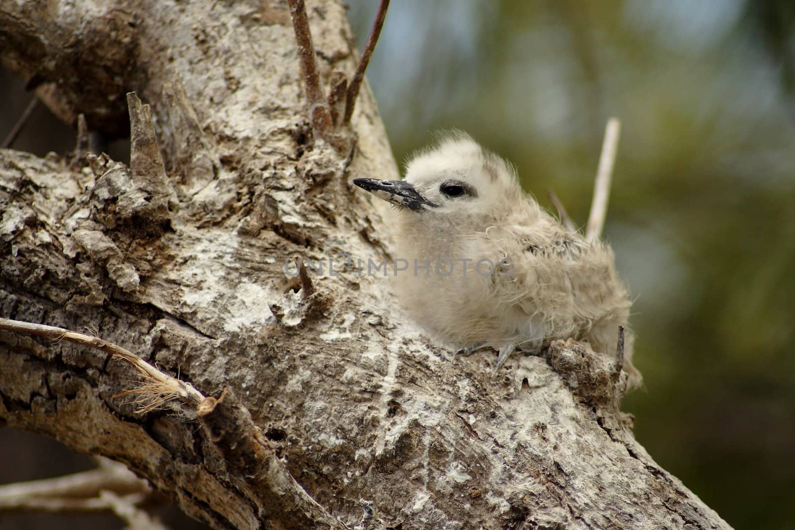 A young bird of the White Frigate Bird (Gygis alba) species resting  on a branch