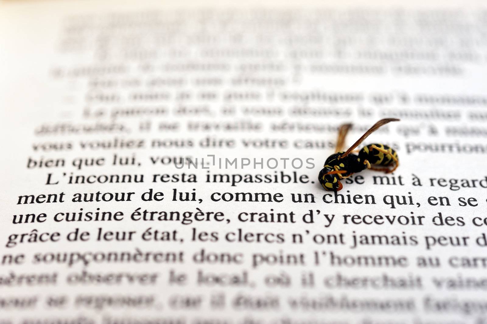 Bee reading a book