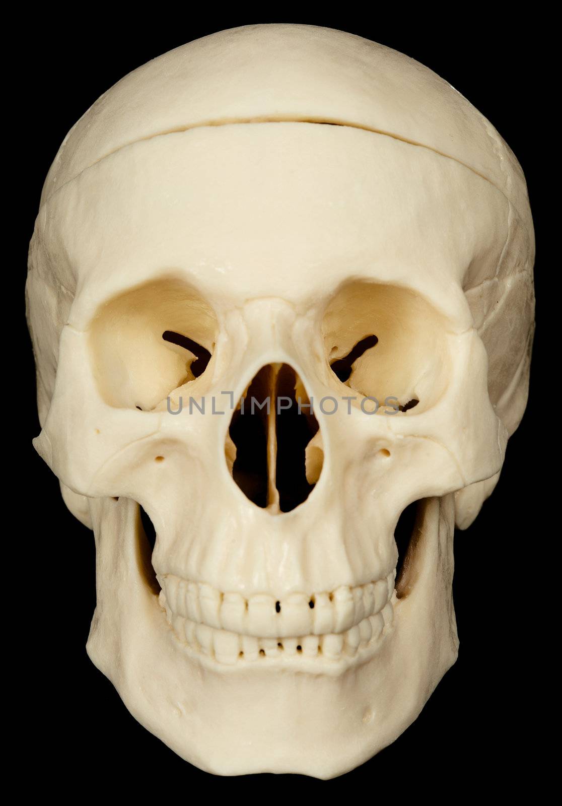 Human skull on black background close up