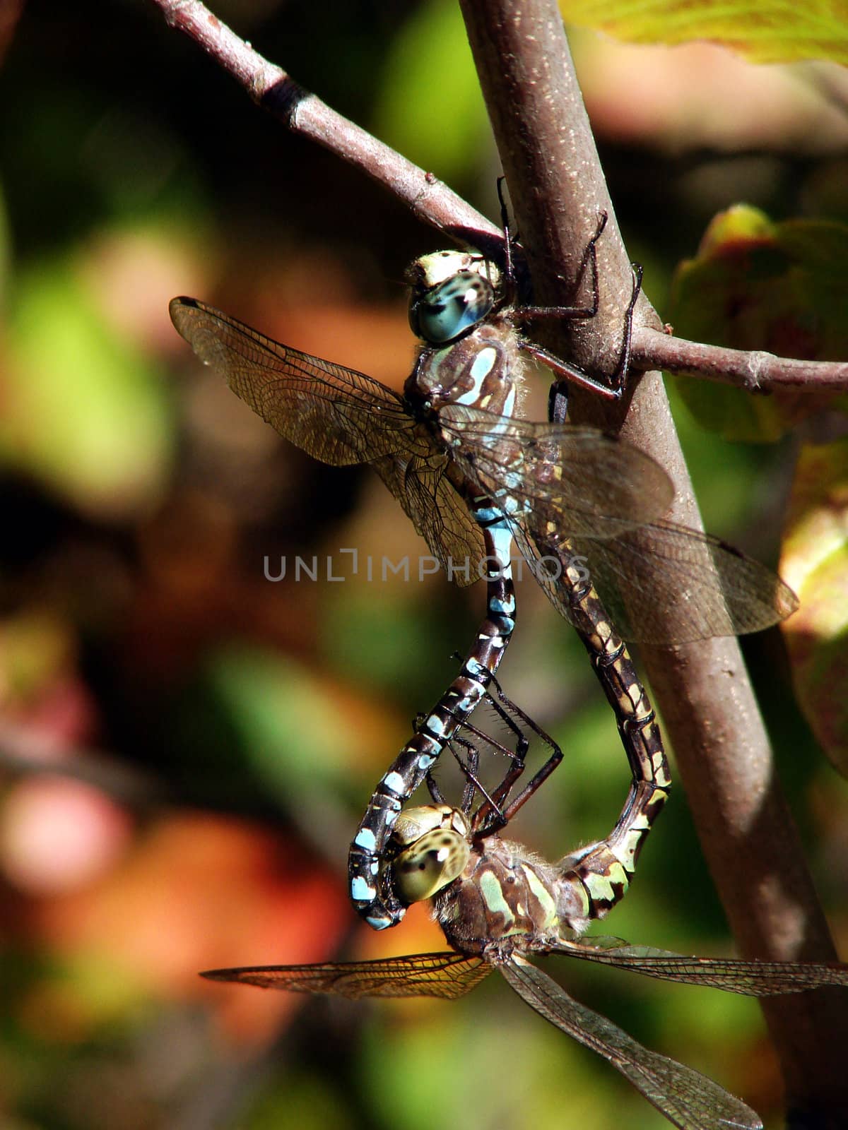 Couple of dragonfly mating on a branch