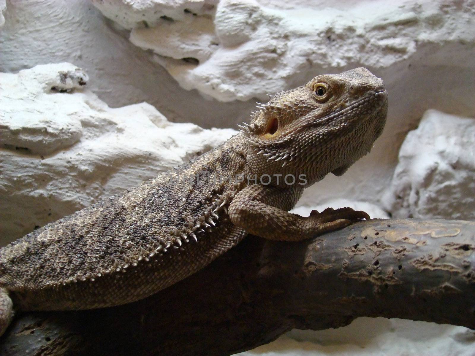 Iguana  sits on a tree on a grey background. Year dragon