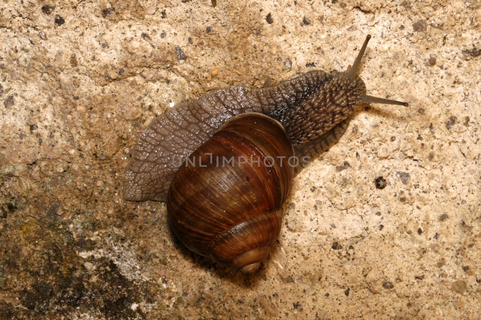 detail of a snail - Helix pomatia - on the stone wall