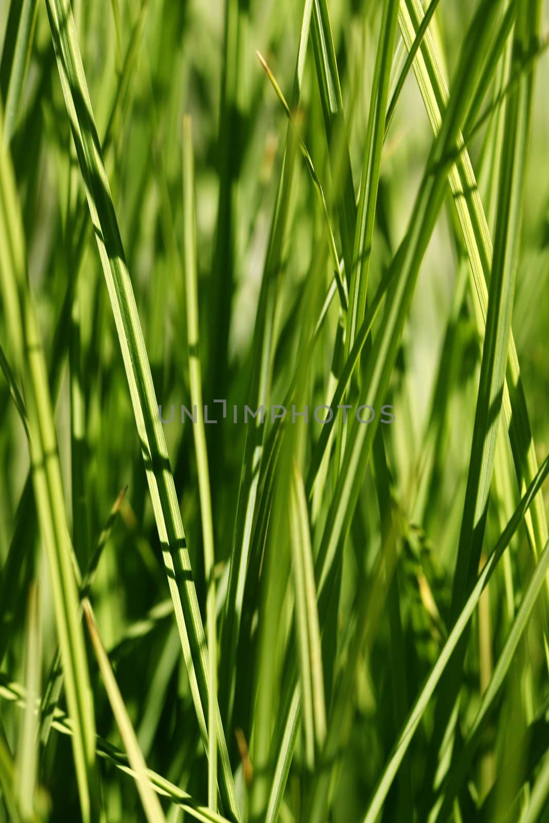 Healthy grass on bright summer day