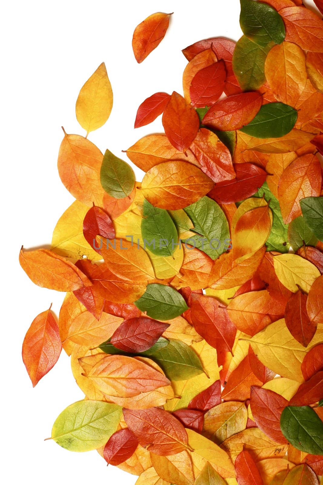 Colorful background of beautiful autumn leaves on white - perfect for seasonal usage