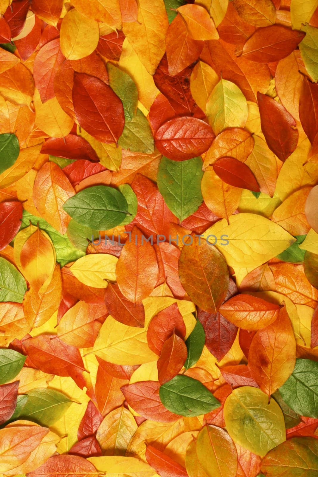 Colorful background of beautiful autumn leaves - perfect for seasonal usage