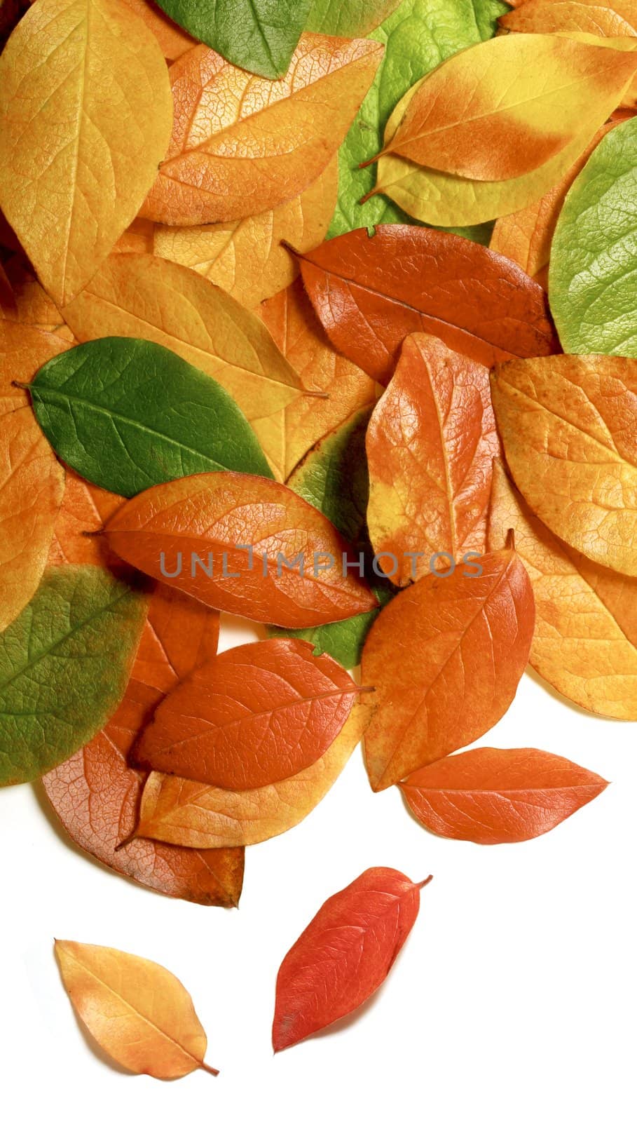 Colorful background of beautiful autumn leaves isolated on white- perfect for seasonal usage
