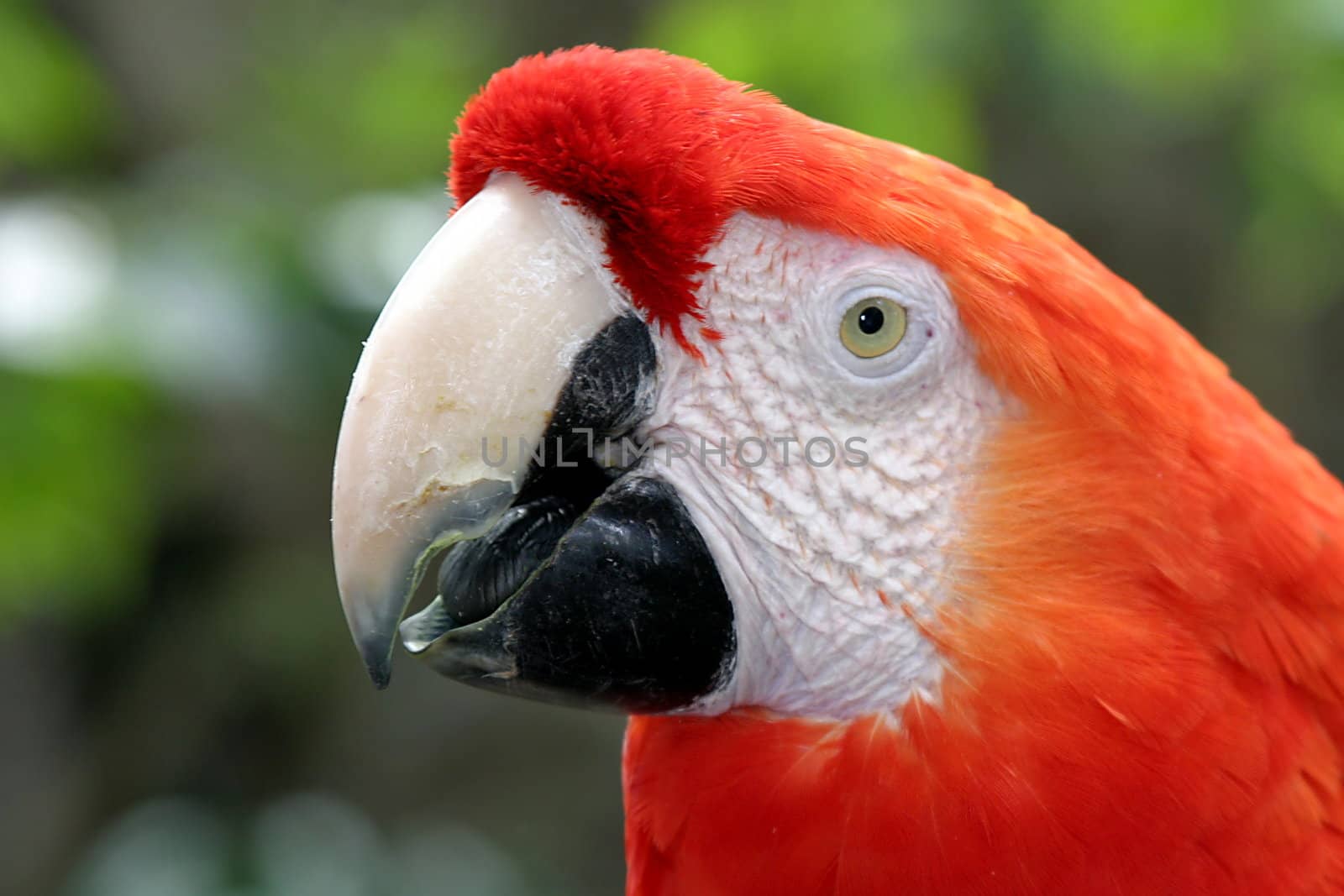 The Scarlet Macaw is a large colorful parrot.