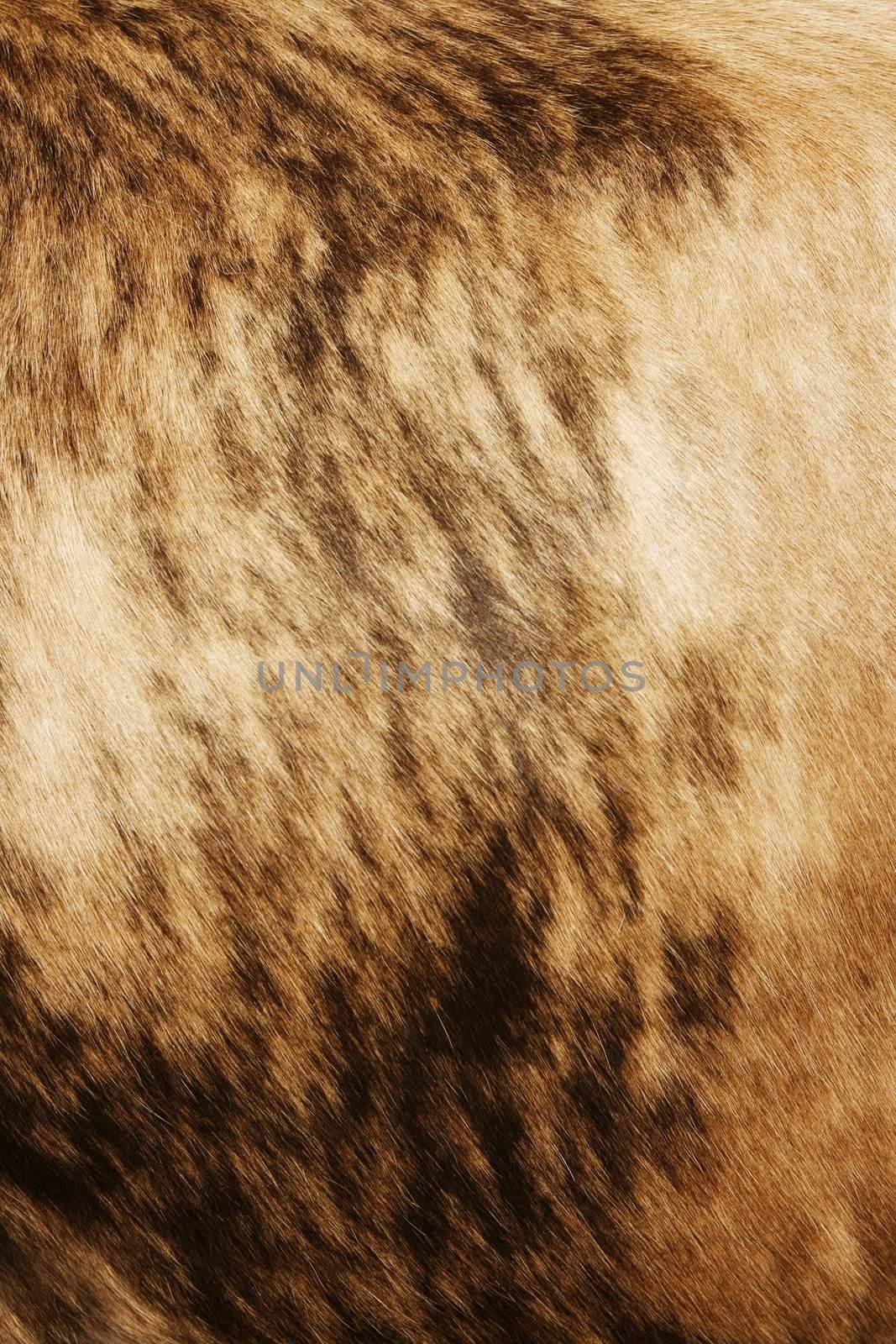 Natural cow hide background with striped texture