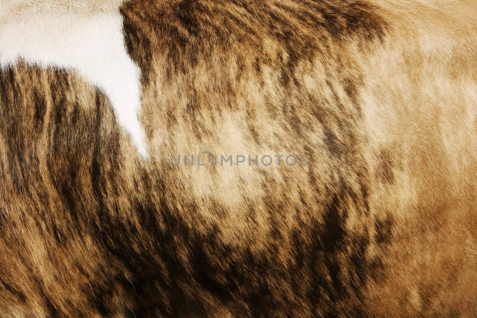 Natural cow hide background with striped texture