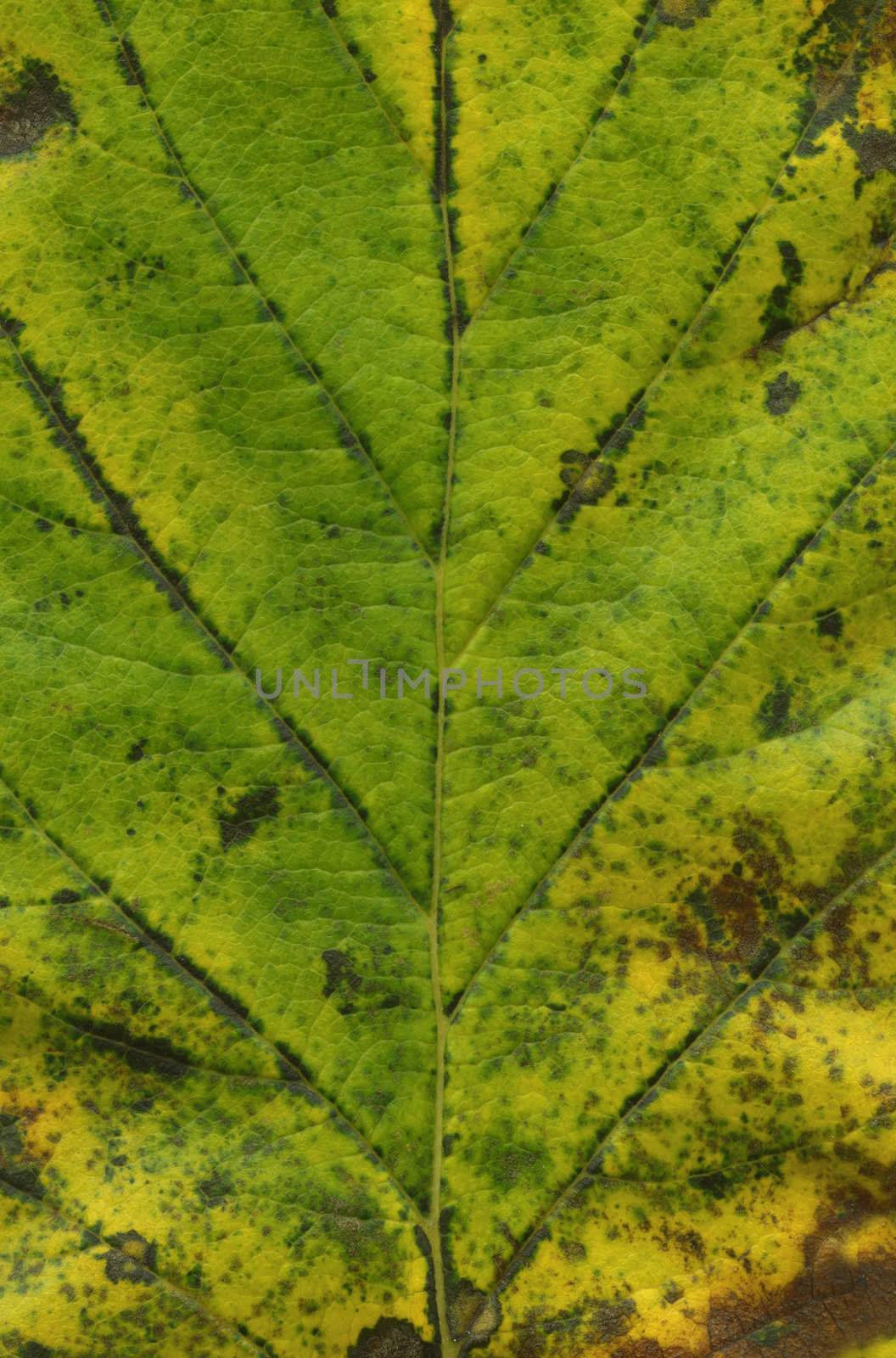 leaf background XXL file by klikk