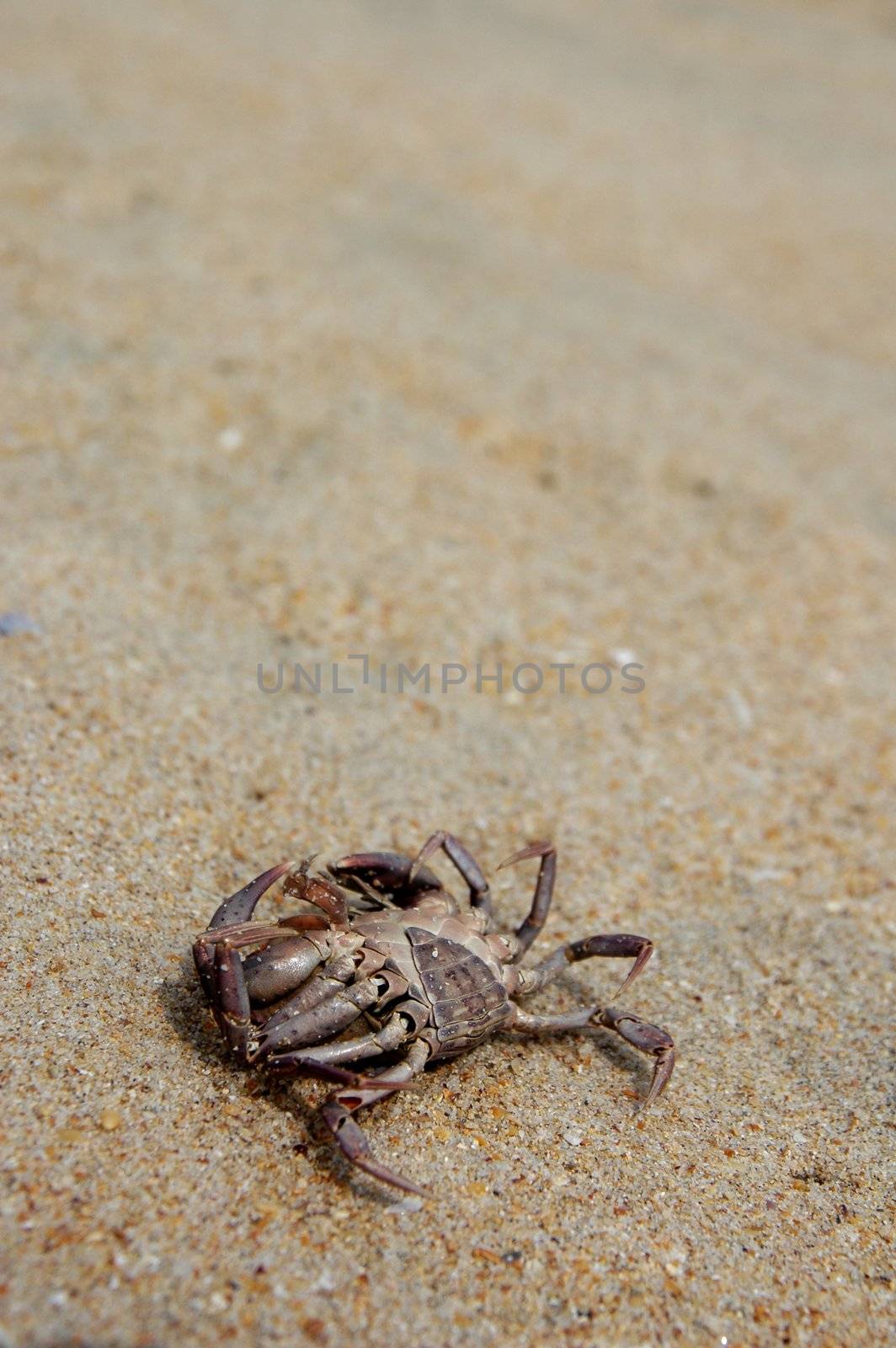 dead crab in sand