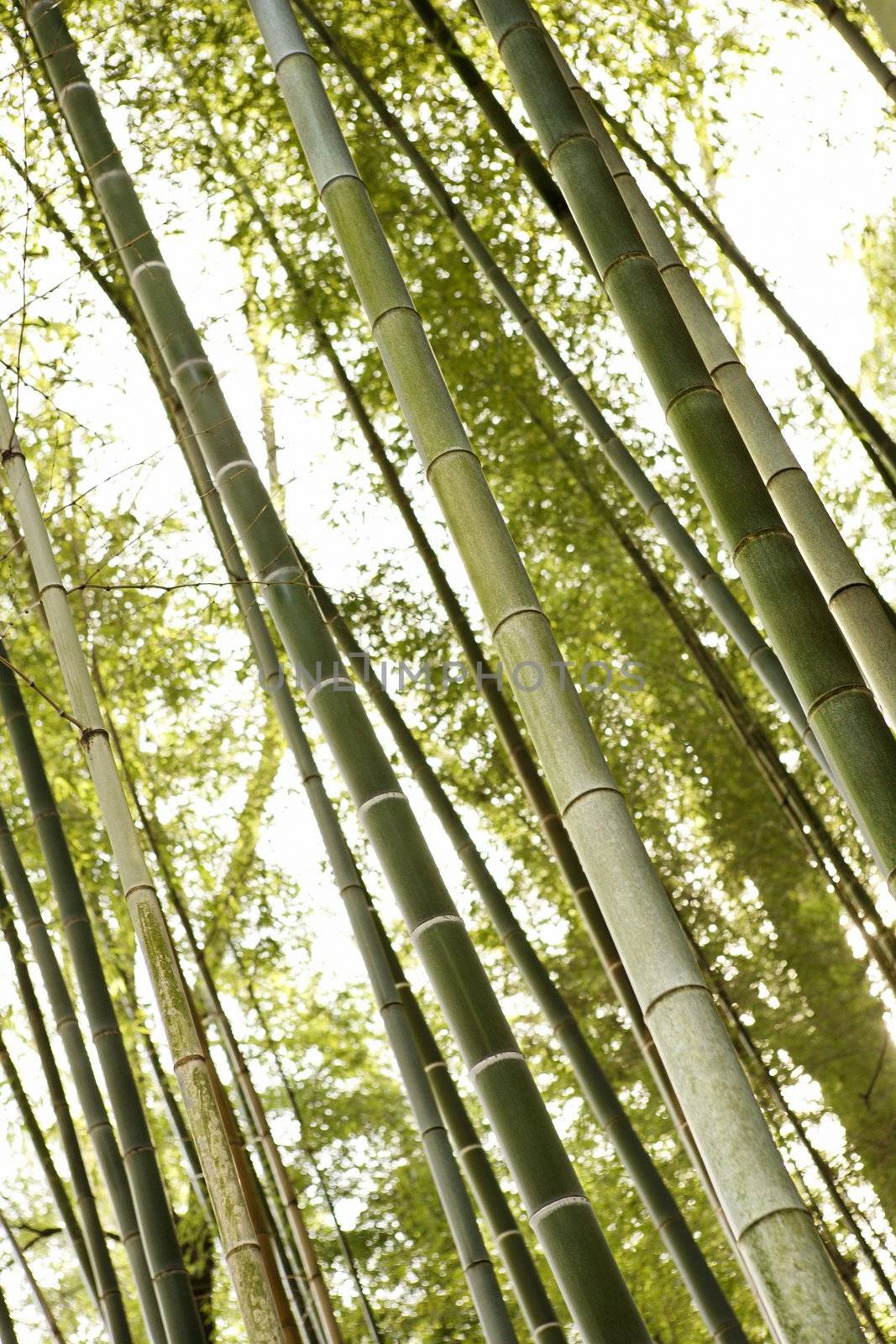 Low angle of bamboo forest trees.