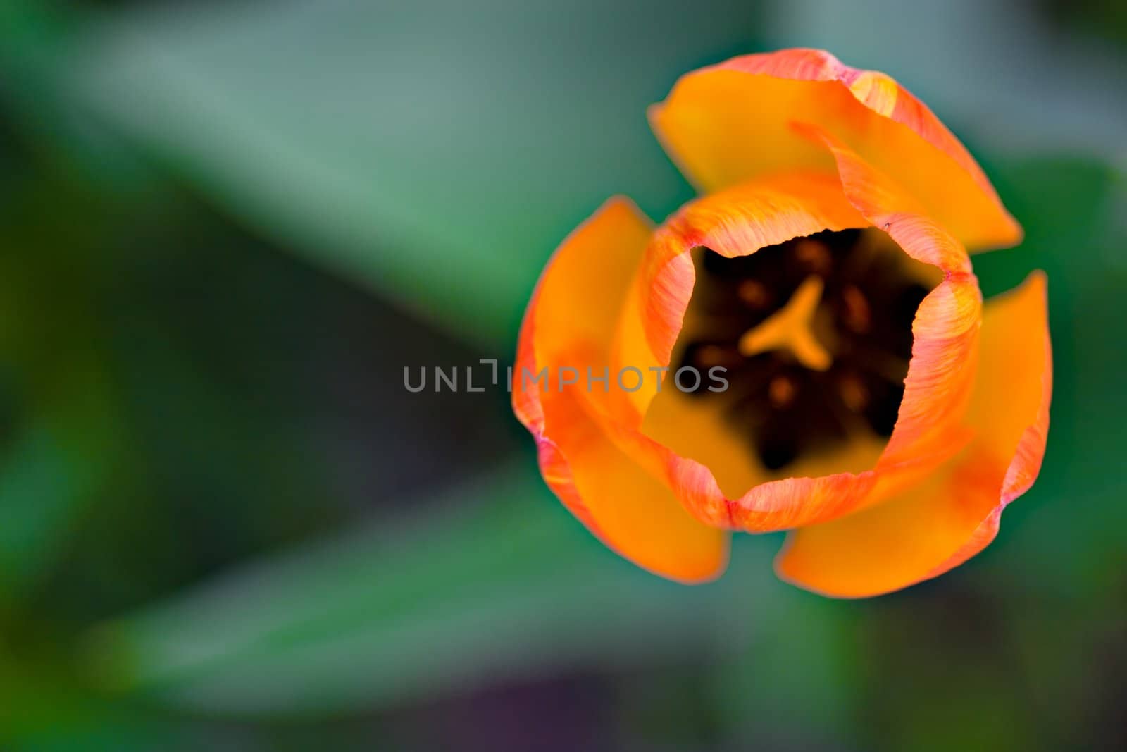 Extreme close-up of a Dutch Tulip, shot from above. Very shallow depth of field.