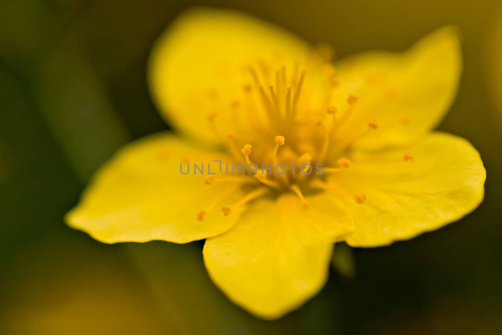 Exteme close-up of a yellow flower. Very shallow depth of field.