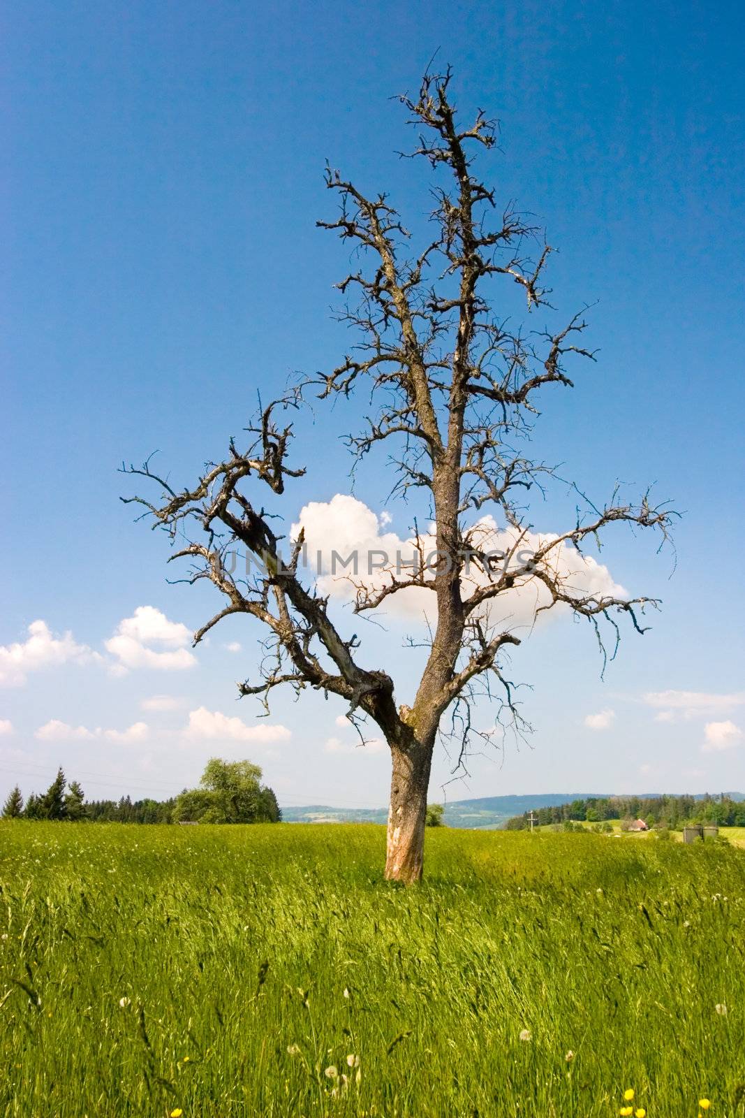 A nude tree on a green field with blue sky and fluffy clouds