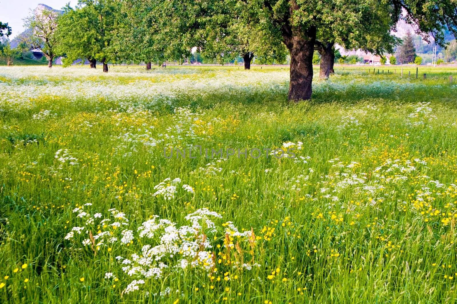 A green flowered field with trees