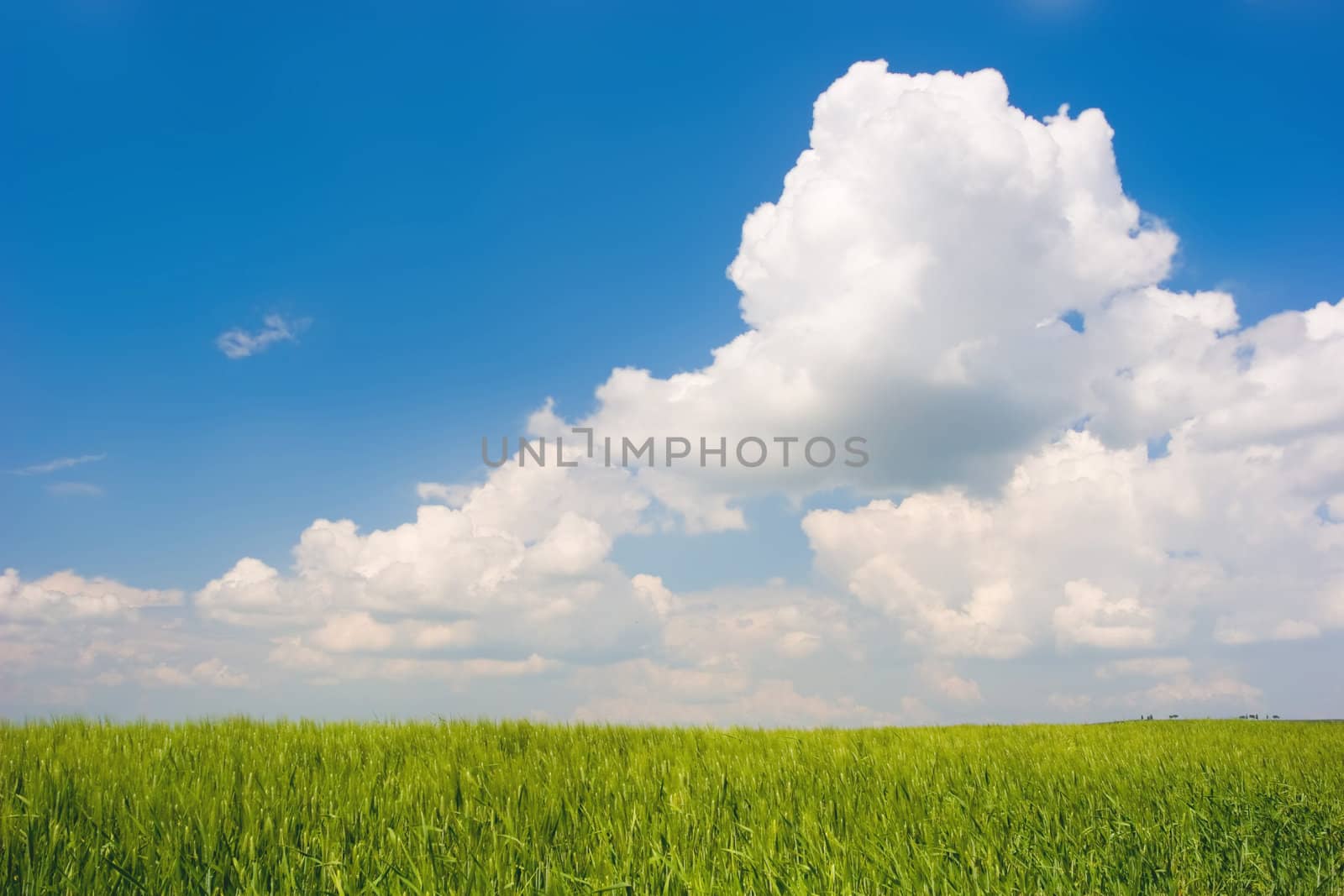 Landscape : Green field, blue sky and big white fluffy clouds. Tuscany, Italy