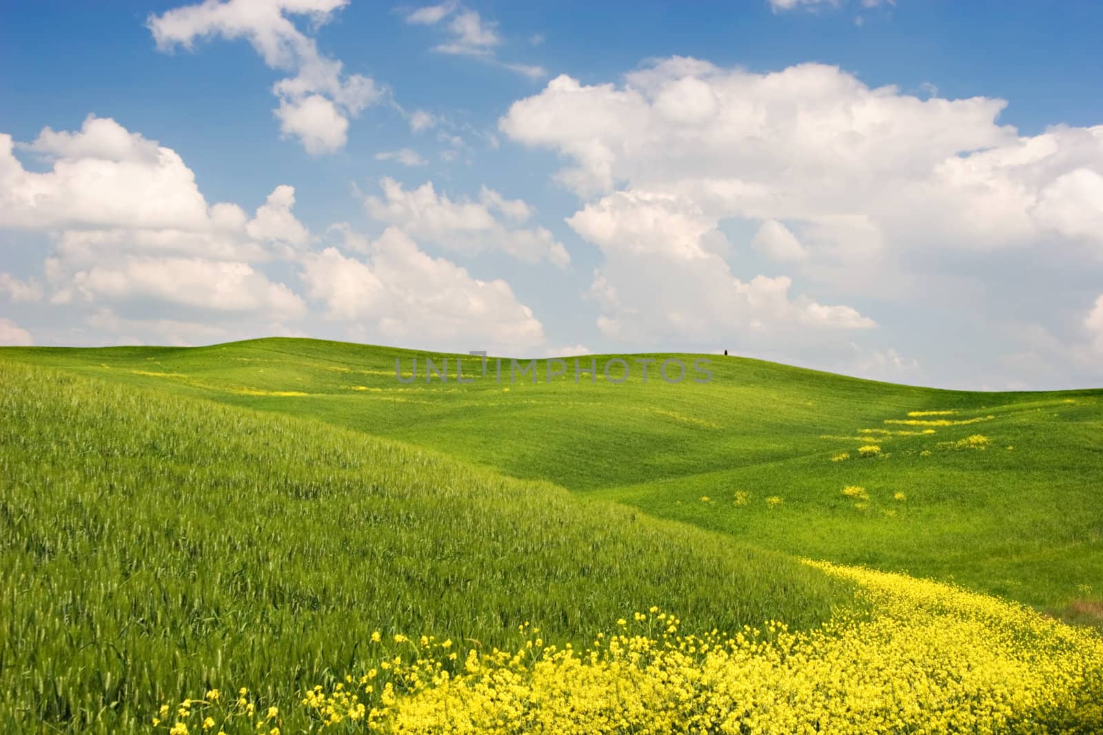 Landscape : Green field with yellow flowers, blue sky and big white fluffy clouds. Tuscany, Italy