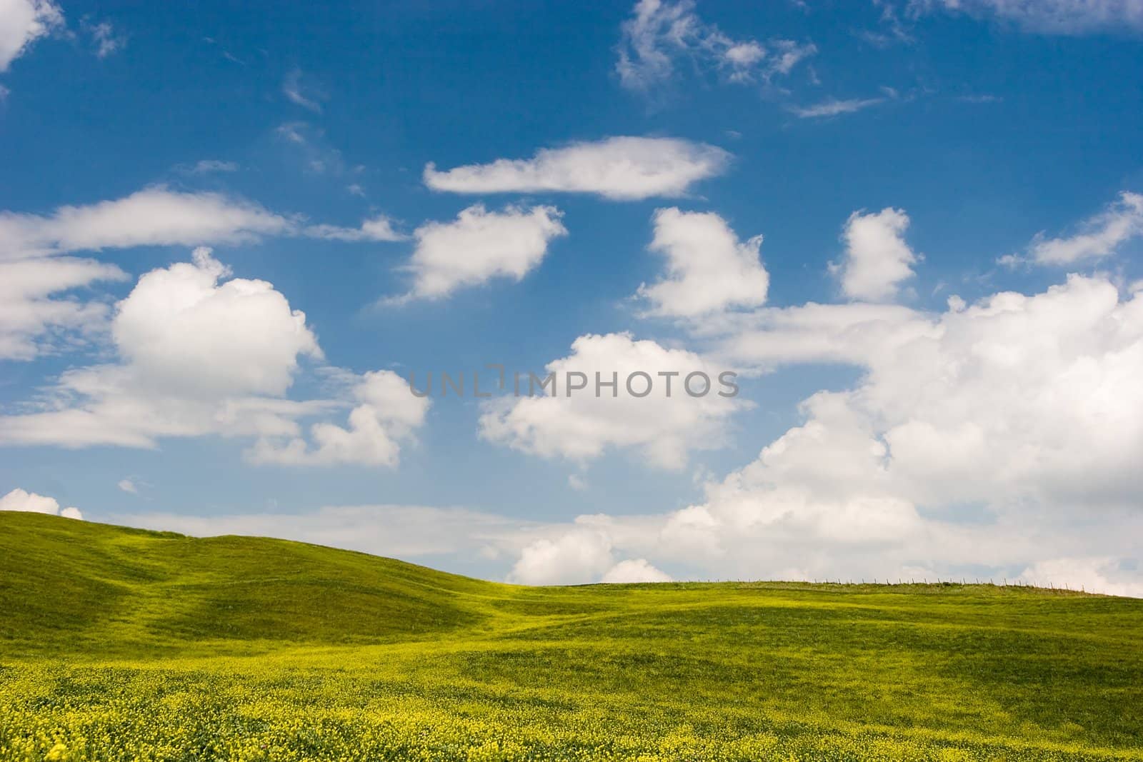 Flowered Landscape by ajn