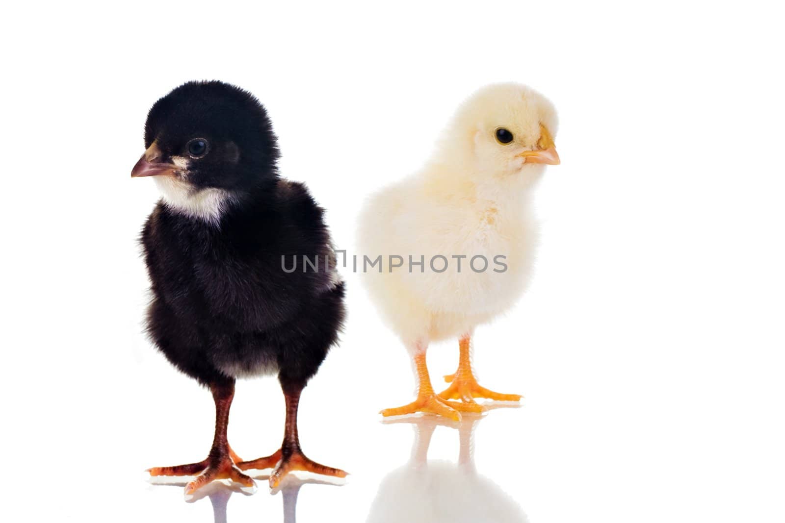 Photo of two cute baby chicks, with reflection, over white background. Studio shot.