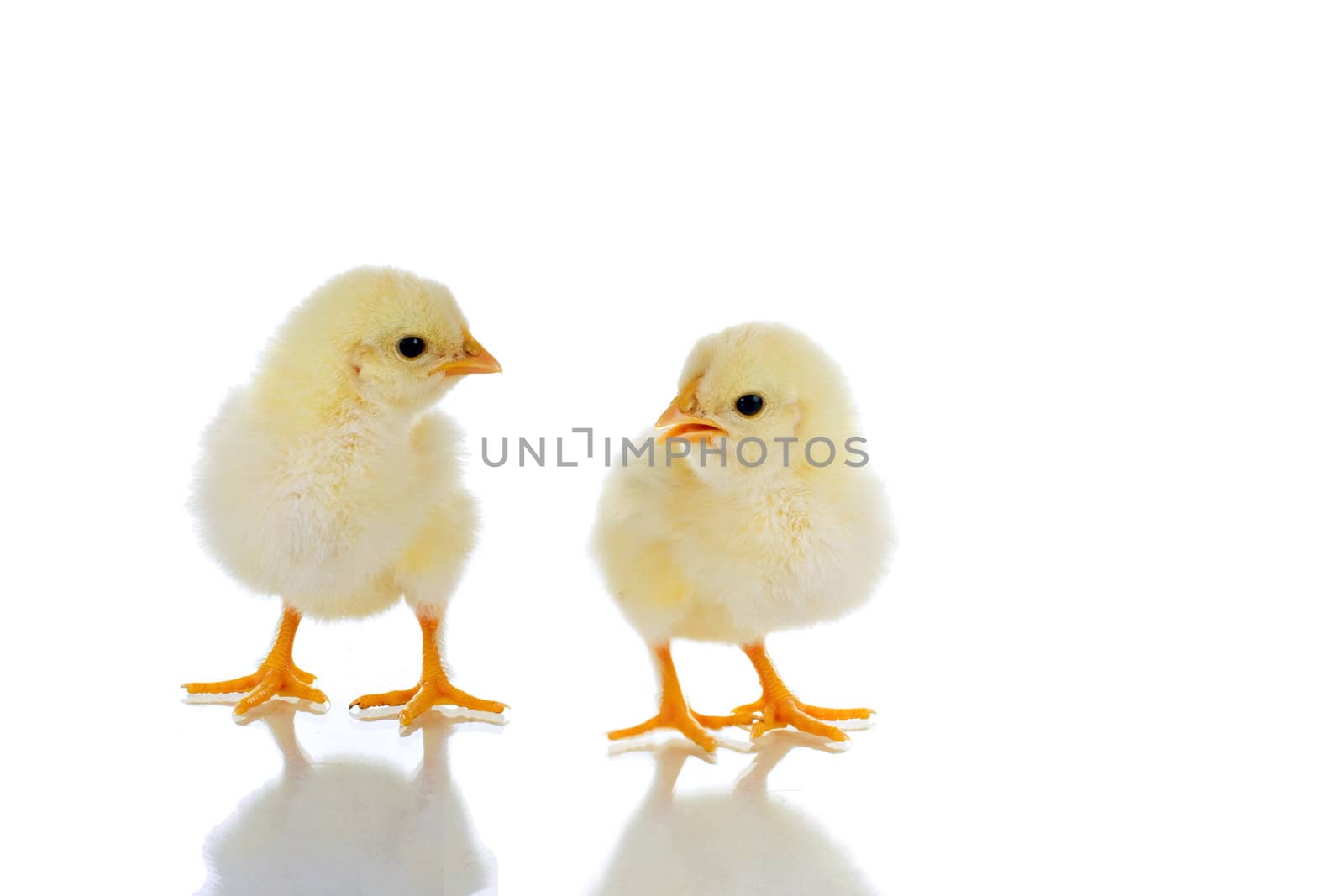 Photo of two cute baby chicks, with reflection, over white background