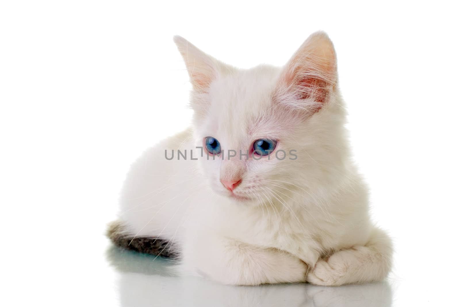 Adorable white kitten with blue eyes, laying down.