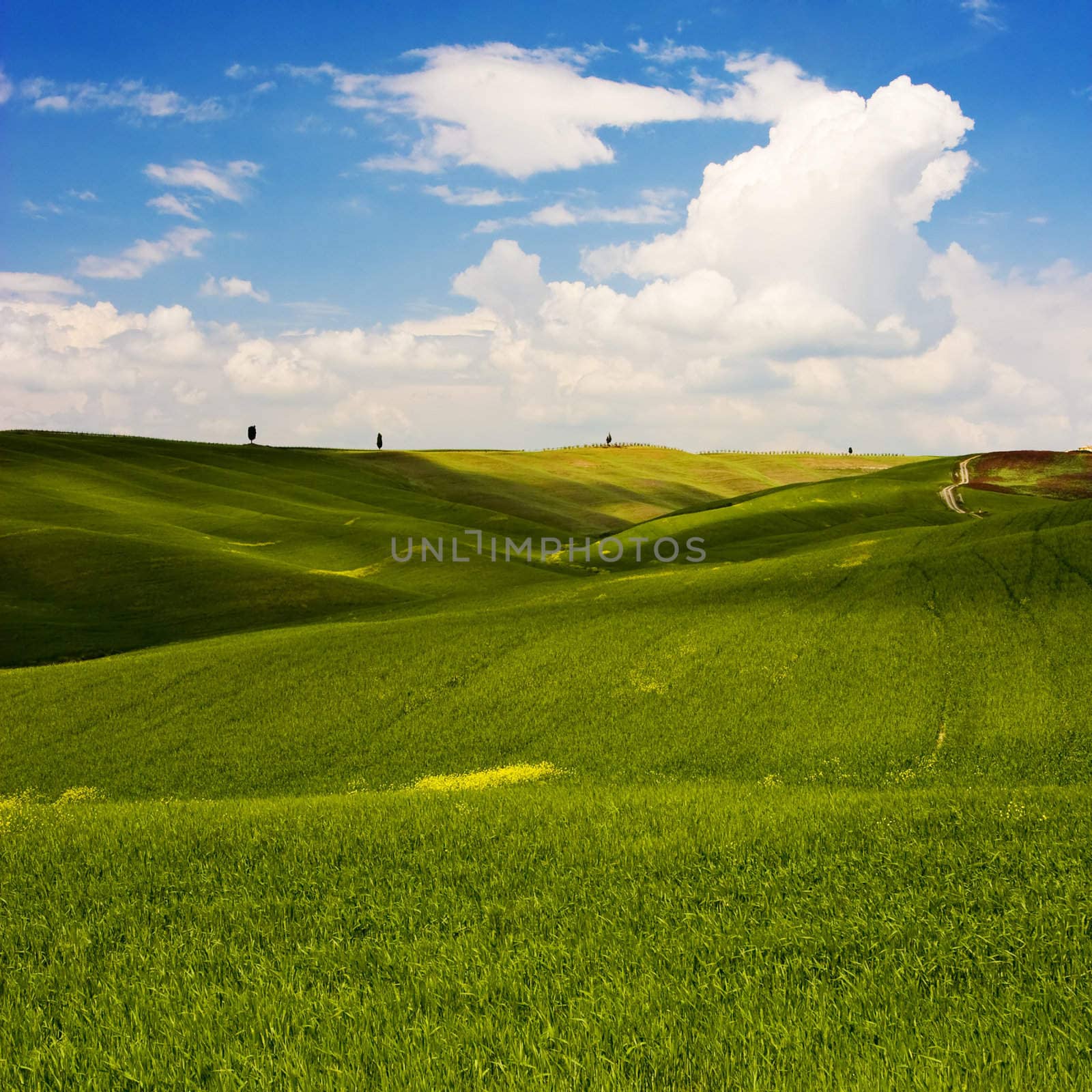 Landscape : Green field with yellow flowers, blue sky and big white fluffy clouds. Tuscany, Italy