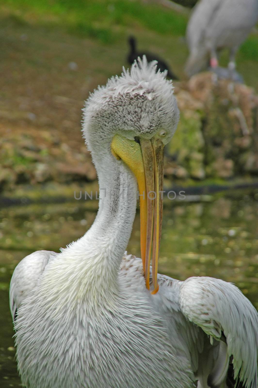 pelican in natural habitat