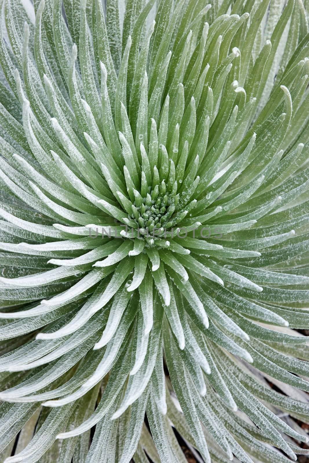 Close-up of Silversword plant at Haleakala National Park, Maui, Hawaii, USA