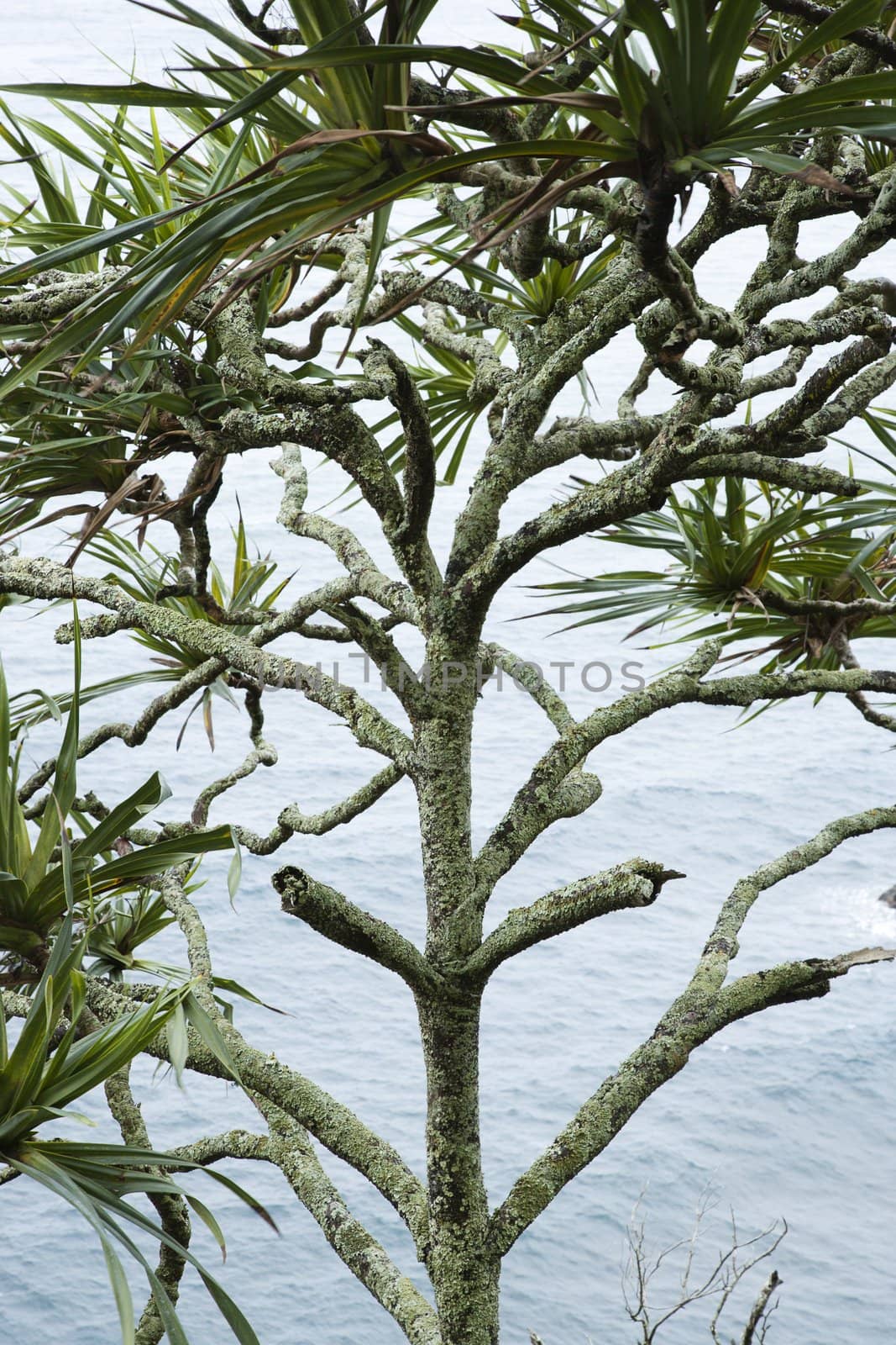 Lahala tree by the water in Maui, Hawaii, USA.