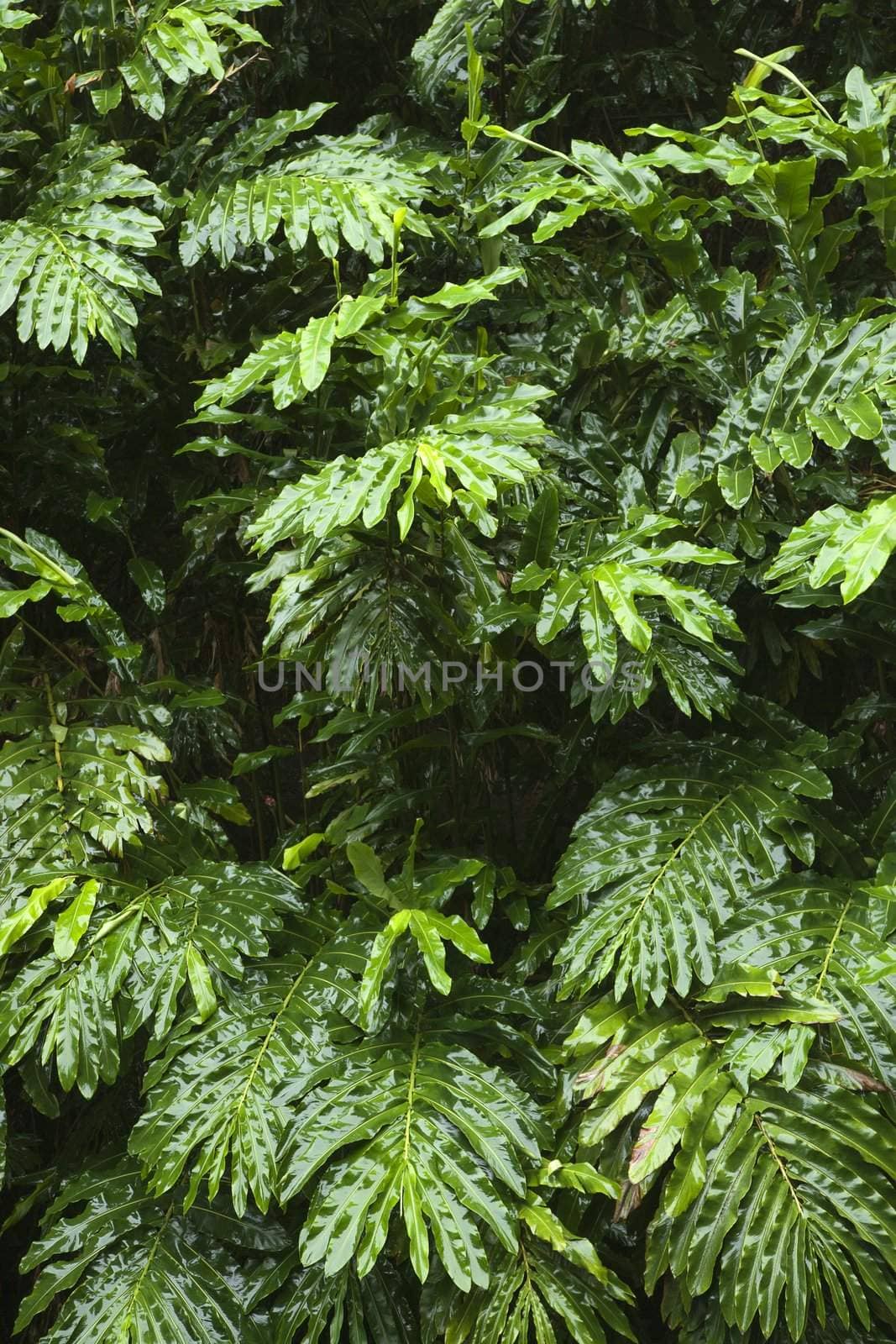 Ginger plant in the rain forest of Maui, Hawaii, USA.