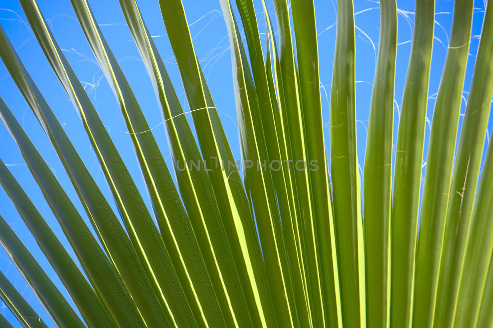 Blue sky through the leaves of palm trees.