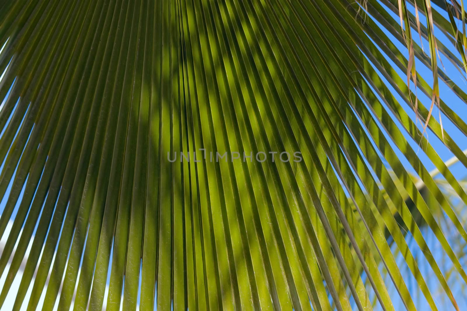 The beautiful palm leaves and the blue sky.