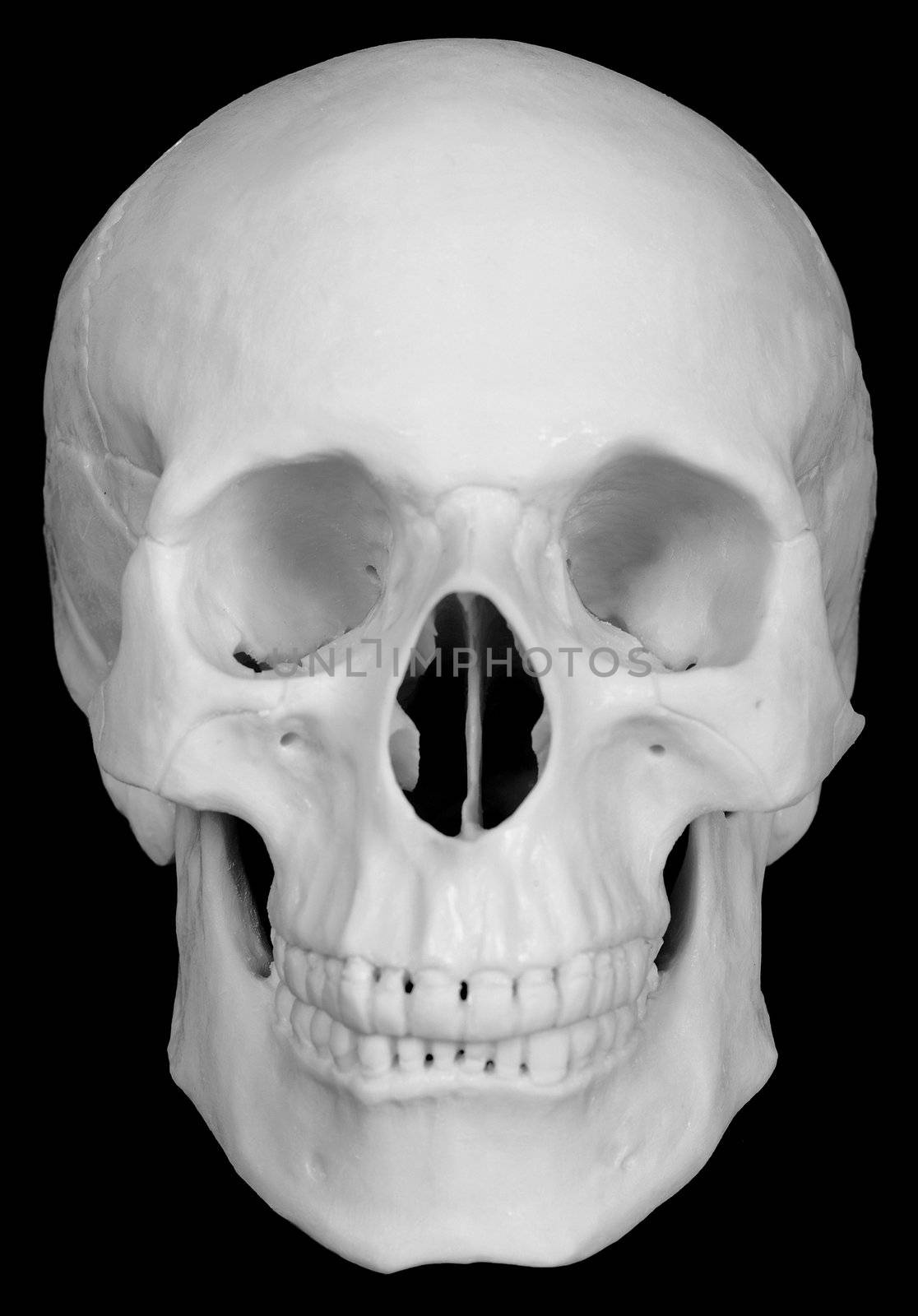 The human skull isolated on black background