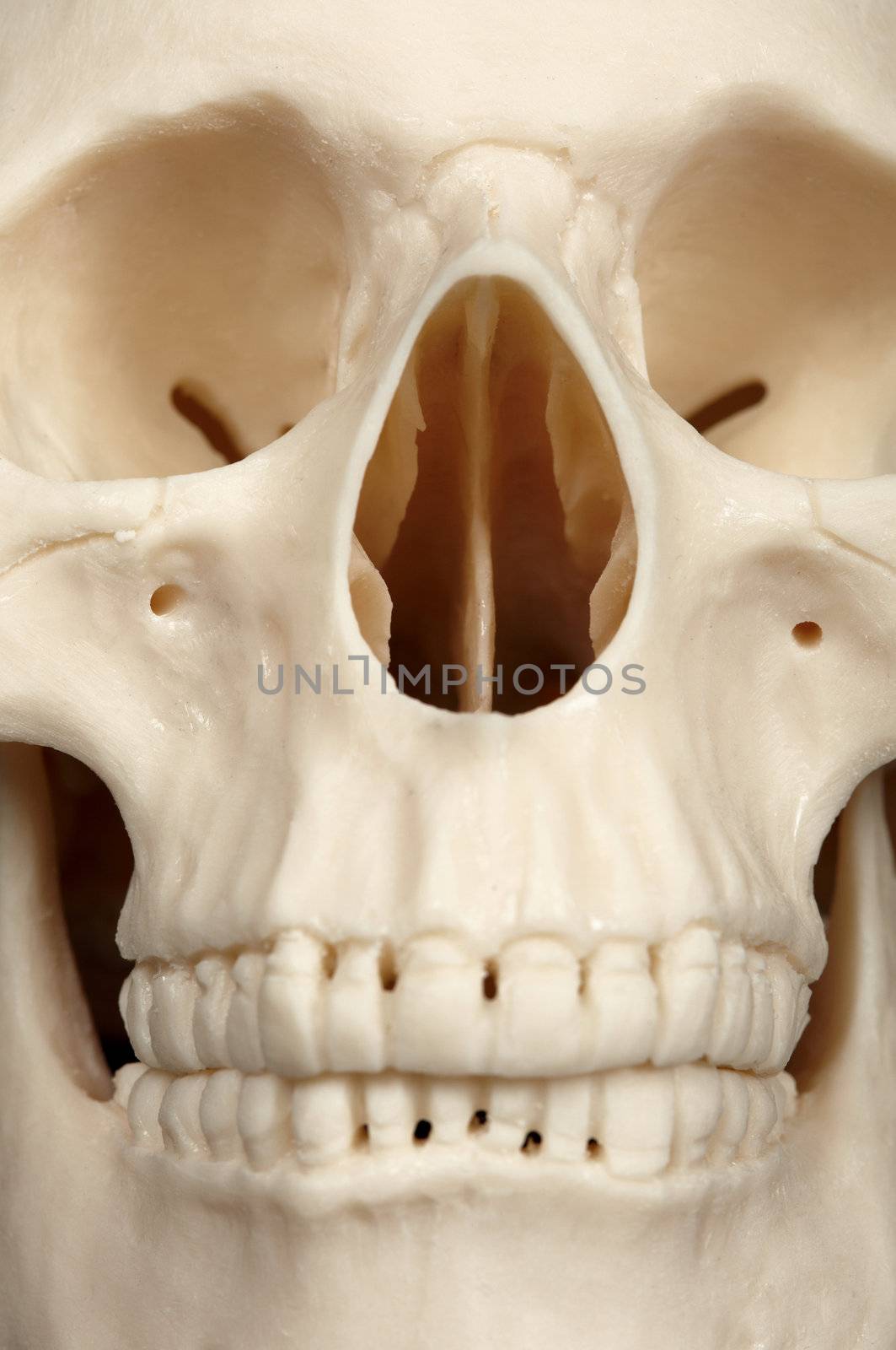 The facial part of the skull close up