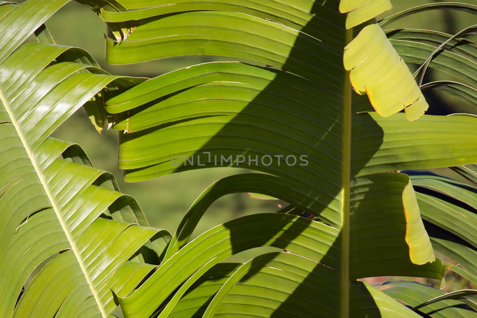 Green, broad leaves of palm trees illuminated by sunlight.