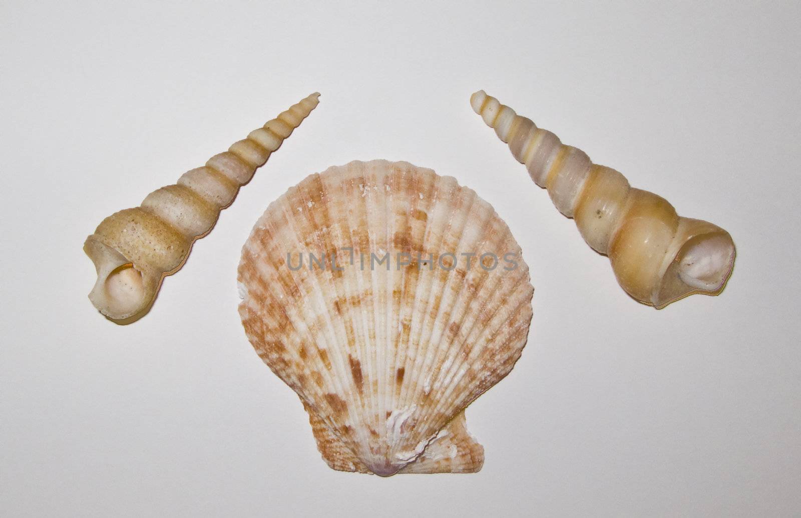 Shells isolated on a white background by KevinPanizza