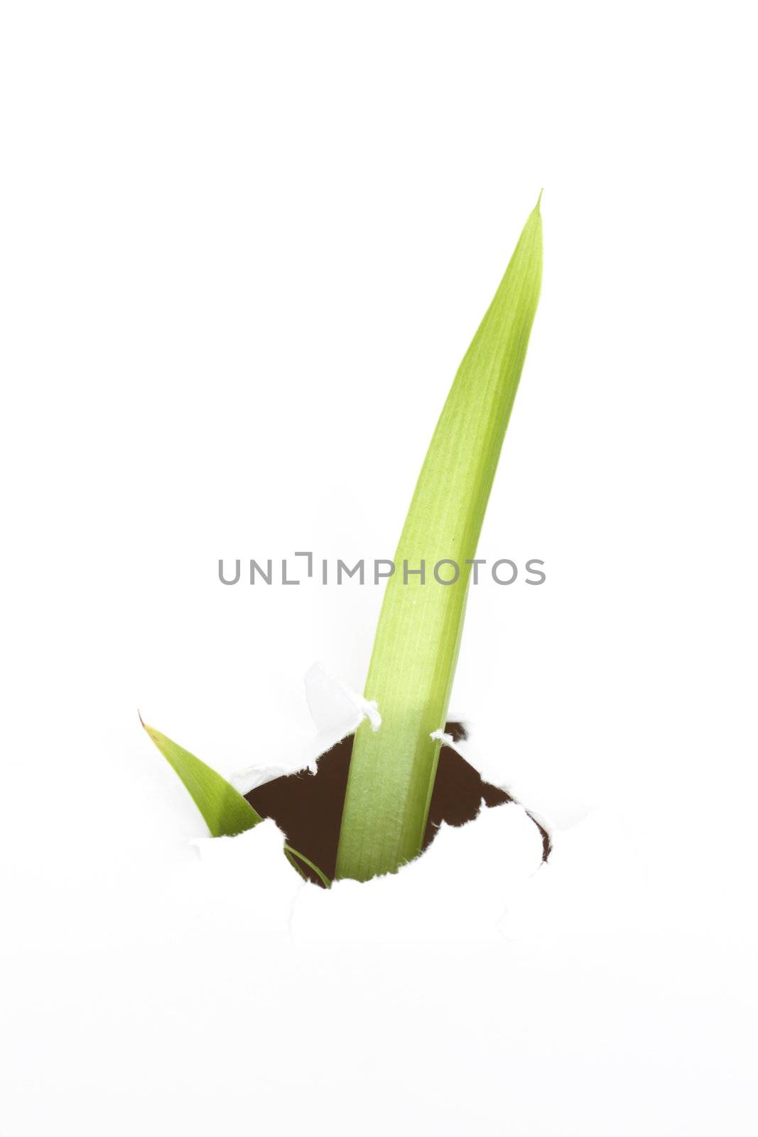 Two long green leaves inside black hole in white background with copy space