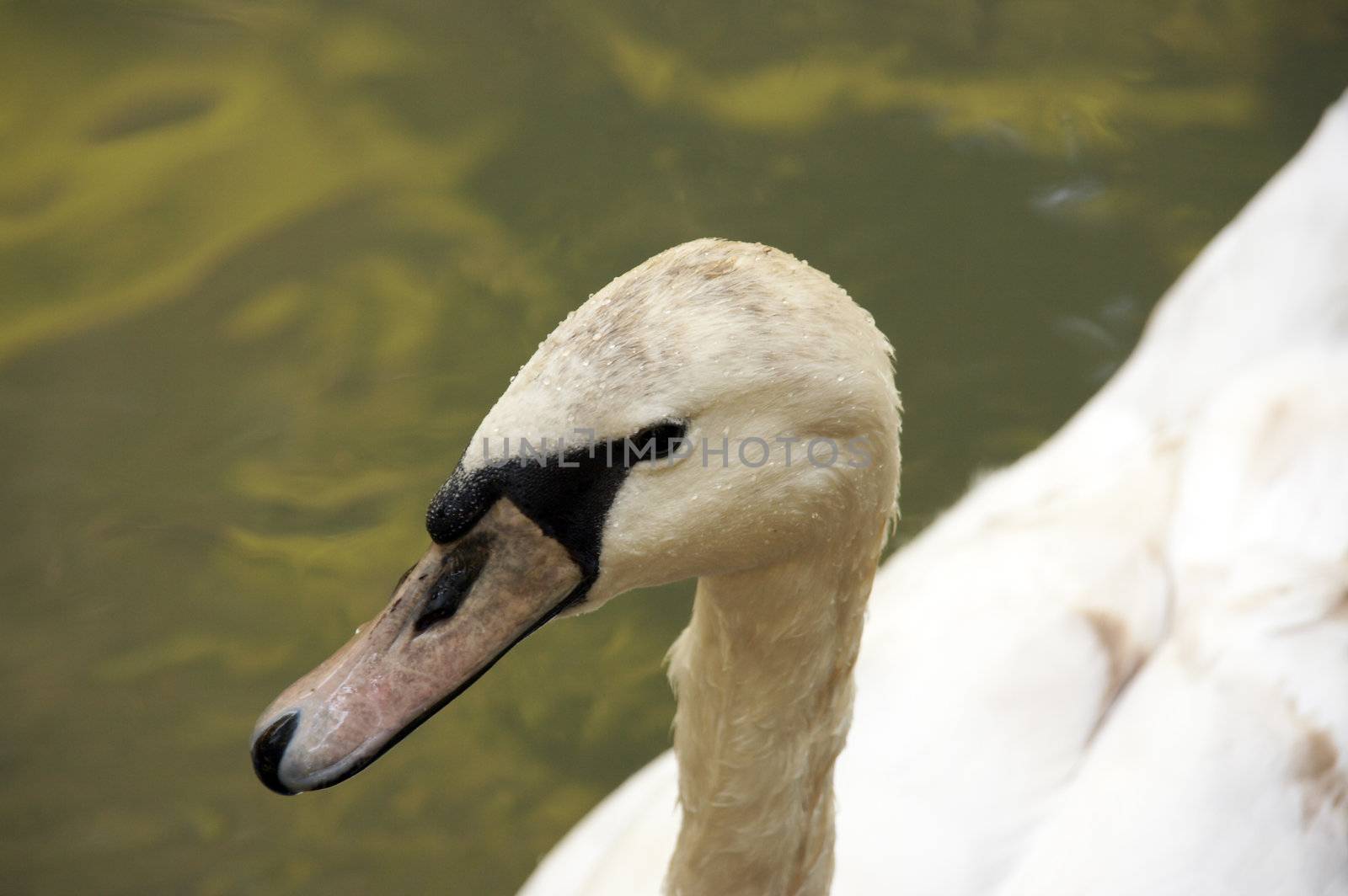 White swan