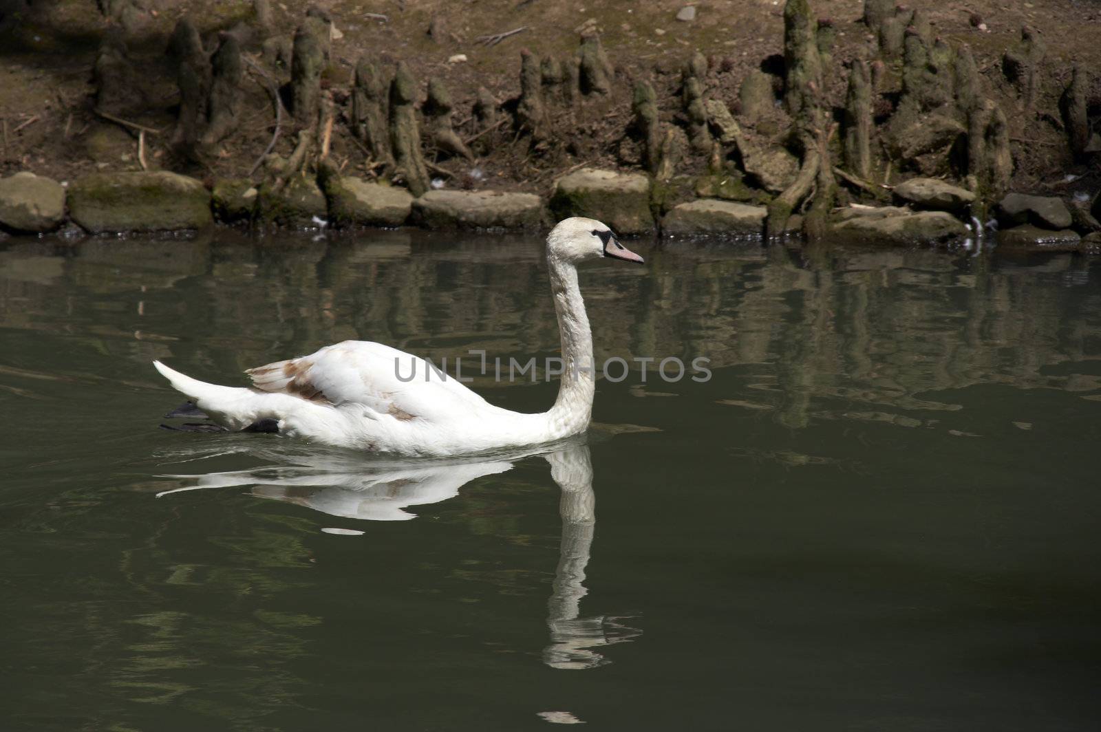 White swan